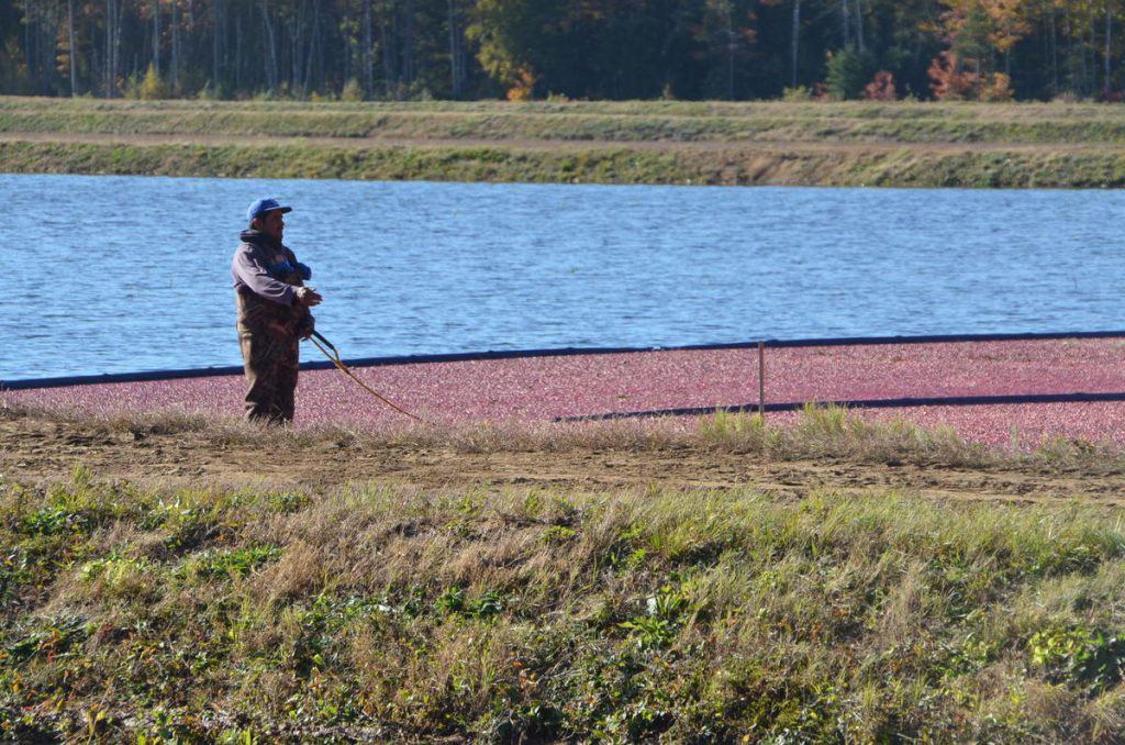 Strengthening the Resilience of Agricultural Growers : Working Together for Organic Farming